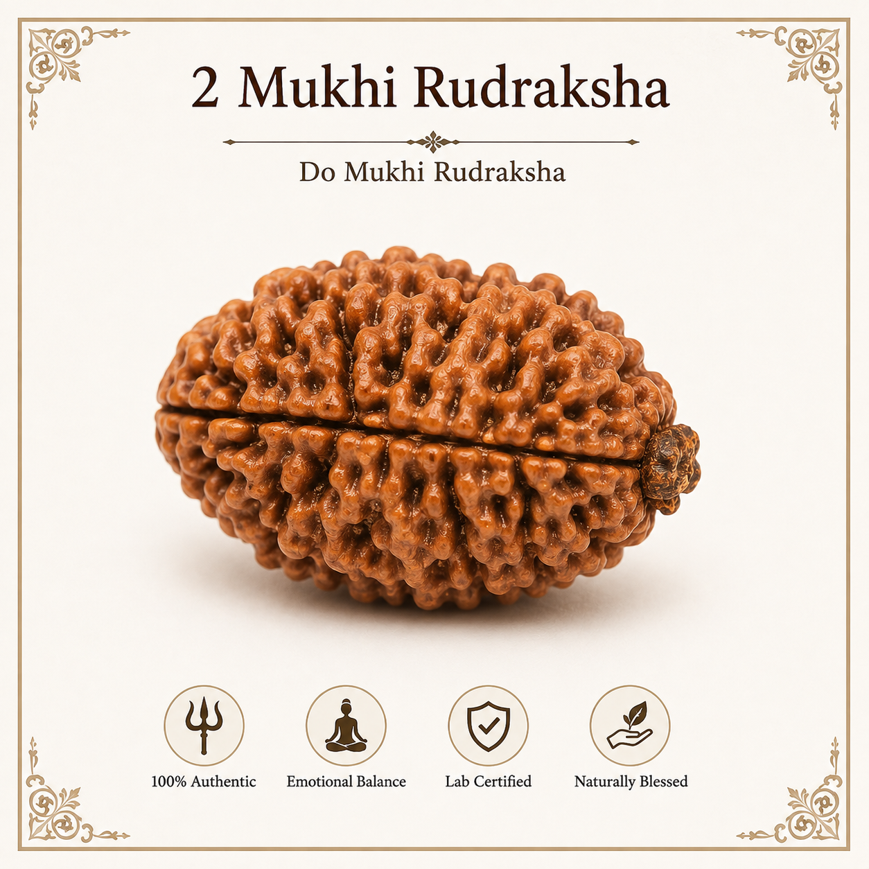 2 Mukhi Rudraksha | Original & Certified