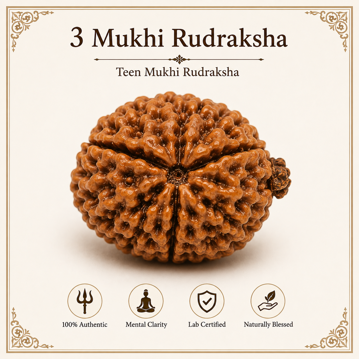 3 Mukhi Rudraksha | Original & Certified