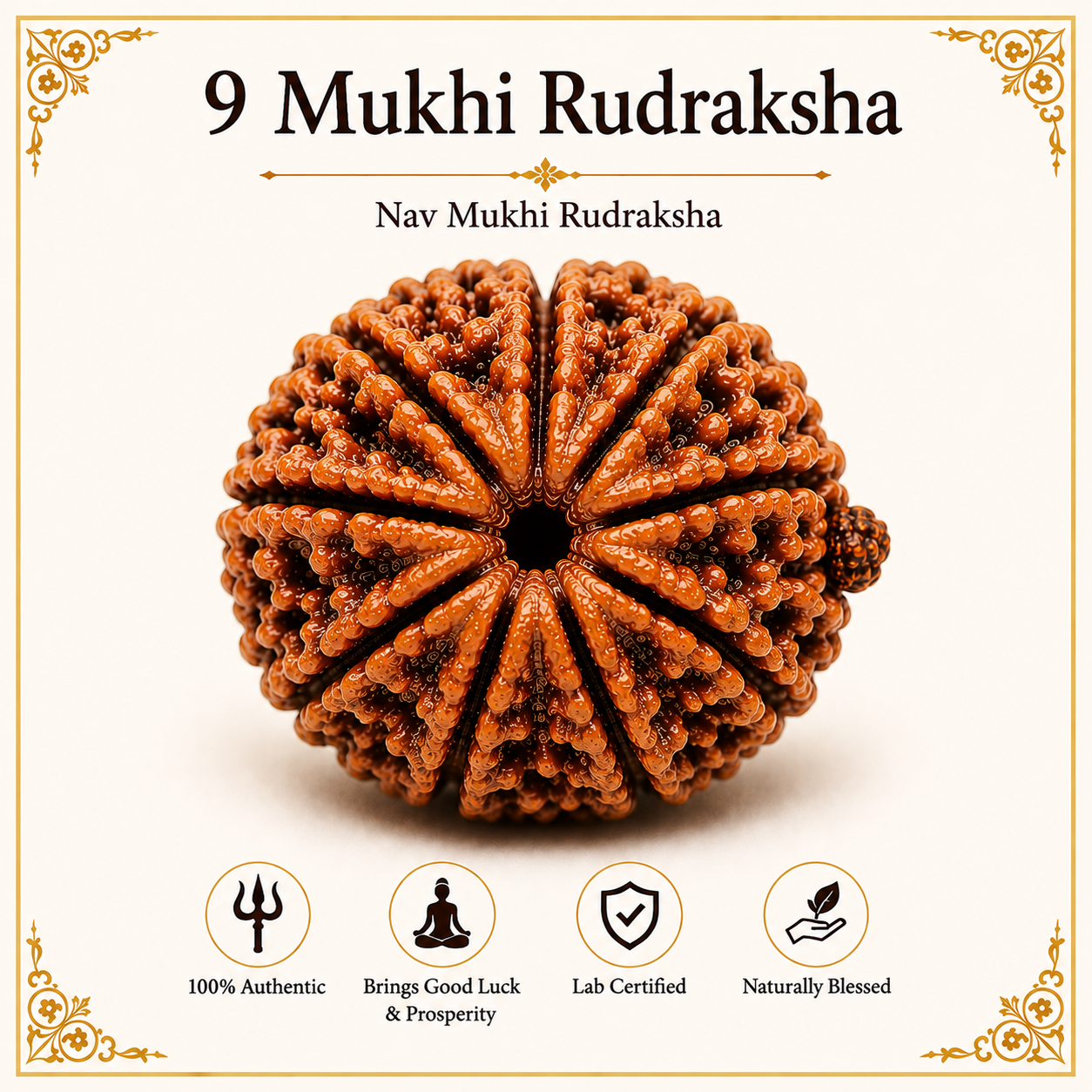 9 Mukhi Rudraksha | Original & Certified